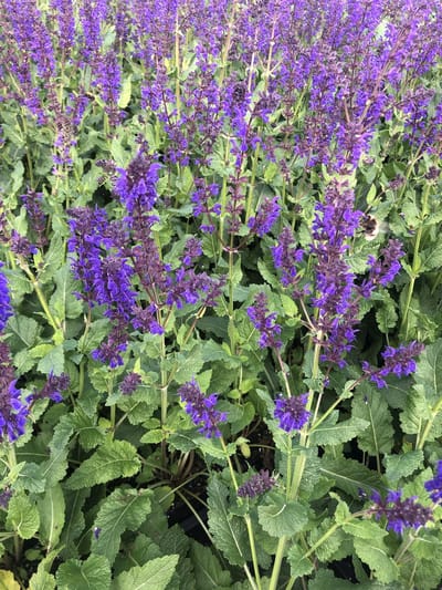 6 x Salvia nemorosa 'Viola Klose' - Salie - pot 9 x 9 cm
