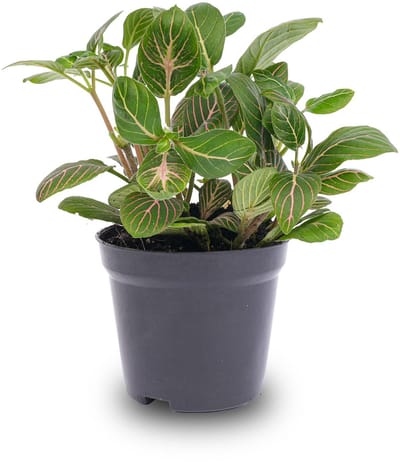 Fittonia Joly Josan - Rood/groen - Mozaiekplantje