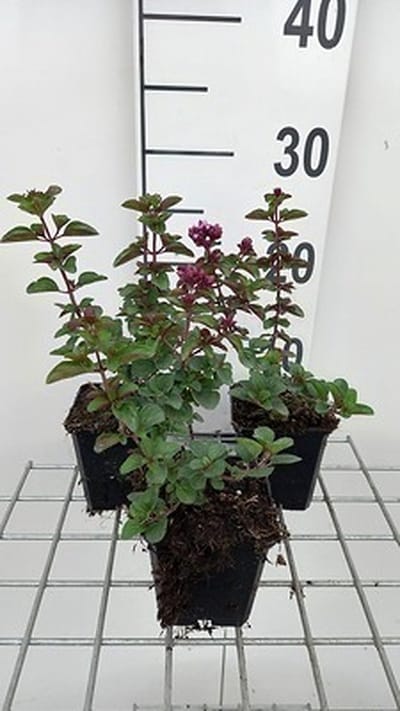 6x Origanum - Origanum hybr. 'Rosenkuppel' | 9x9 cm pot