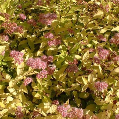 Spiraea japonica 'Goldmound' - Spierstruik 25-30 cm in pot