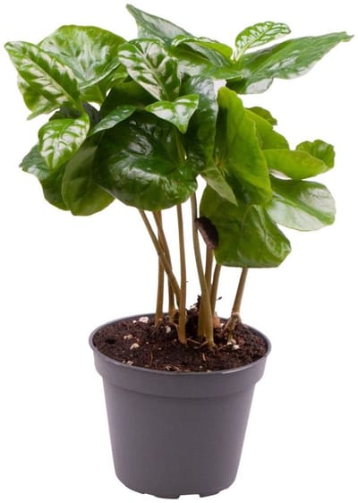 JUNAVERA Coffea Arabica | In 12 cm Pot