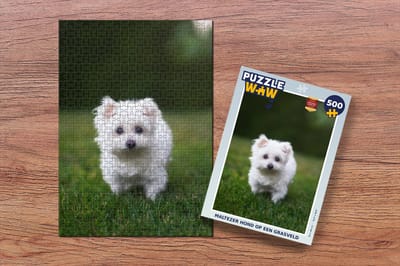 Puzzel Maltezer hond op een grasveld - Legpuzzel - Puzzel 500 stukjes
