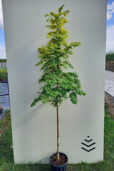 Jonge Chinese Moerascipres boom | Metasequoia glyptostroboides 'Goldrush' | 150-200cm hoogte
