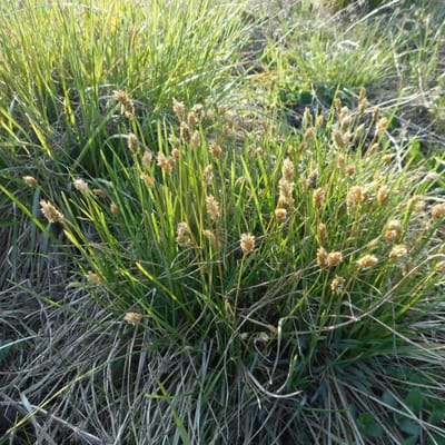 25 x Laagblijvend Blauwgras - Groenblijvend Siergras - Sesleria caerulea in 9x9cm pot met hoogte 5-10cm
