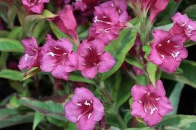 Weigela ' Moulin Rouge' - Weigela 50 - 60 cm in pot