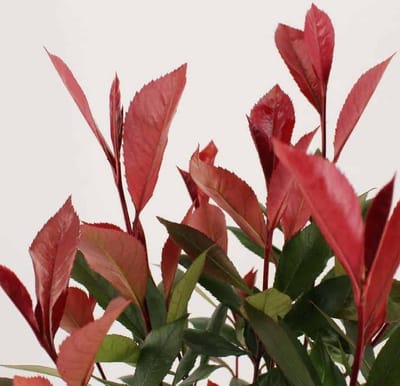 Photinia f. Carré Rouge - Set van 5 (1 meter haag) - Glansmispel - Pot 2 Liter 20-30cm - Wintergroen