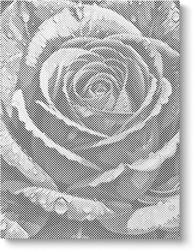 Roos | Dot painting | 30x40cm | Dot painting | Oh My Dotz | Dots stippen | Diamond painting & Schilderen op nummer alternatief | Happy hobby