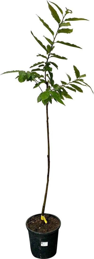 Kastanjeboom - Castanea Sativa - Tamme Kastanje - Winterhard - Pot ⌀ 35cm - Hoogte  ca. 150cm
