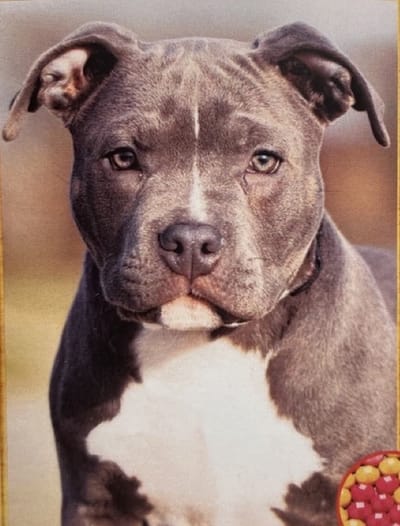 TOPMO - Pitbull- Diamond painting pakket - HQ Diamond Painting - VOLLEDIG dekkend - Diamant Schilderen - voor Volwassenen – ROND- 40X50CM