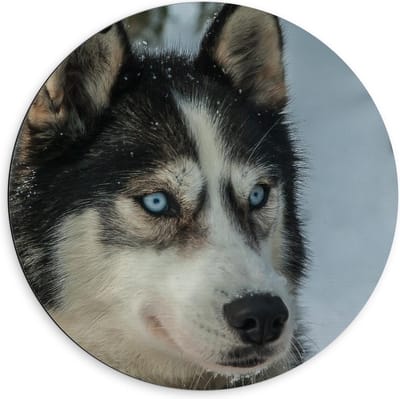 Dibond Wandcirkel - Husky in de Sneeuw Lichte Ogen - 60x60cm Foto op Aluminium Wandcirkel (met ophangsysteem)