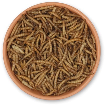 CJ Wildlife 2kg Gedroogde Meelwormen voor Vogels - Eiwitrijk Vogelvoer voor Buitenvogels - Tuinvogelvoer voor Tuinvogels - Vrij van Zout en Toxines