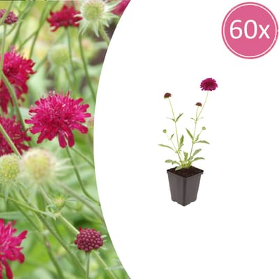 Tuinplantenshop.com | Knautia macedonica | 60 stuks - Ø9cm - 10-25cm hoog - Tuinplant