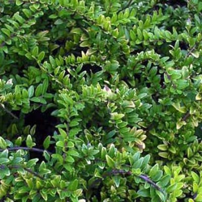 4 x Lonicera Nitida 'Maigruen' - Kamperfoelie 20 - 30 cm pot - 4 stuks  of  1 lopende meter