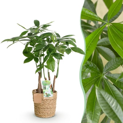 Plantenboetiek.nl | Green is... Pachira Aquatica multi stam - Geldboom - Weinig onderhoud - met mand - Groen - Ø17cm - 50-55cm hoog - Kamerplant - Groenblijvend