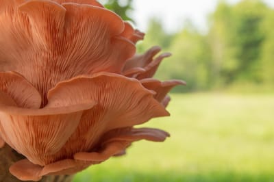 Oesterzwam broed voor roze oesterzwam 100 gram - Roze oesterzwam - Kweek paddenstoelen - Zelf paddenstoelen kweken - Paddestoelen kweken op koffiedik