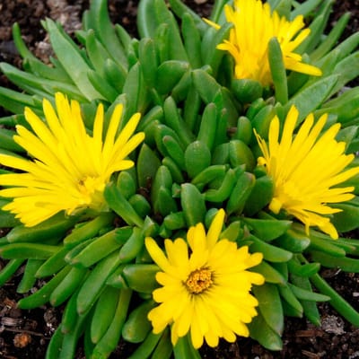 Hardy ijsplant (Delosperma congestum) - Ijsbloem - Bodembedekkers - bloeit in Mei / Juni / Juli / Augustus