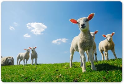 Placemats 45x30 cm - Placemat kunststof - 1 stuk - Schapen - Lente - Landschap - Borden onderleggers - Decoratie voor op tafel - Keuken tafeldecoratie accessoires - Vinyl onderlegger - Tafelversiering