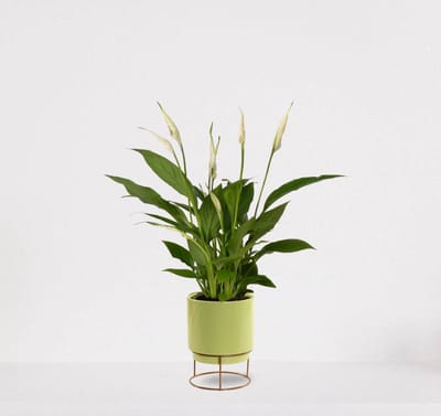 Spathiphyllum in sierpot Emma Lime green – witte kamerplant – luchtzuiverende lepelplant - 35-50cm - Ø13 – geleverd met plantenpot – vers uit de kwekerij