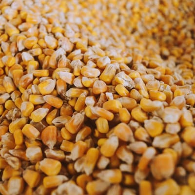 Voedermaïs Korrels - Kippenvoer Visvoer - Dieren Voeden - Niet-GMO Granen - 25 Kilogram