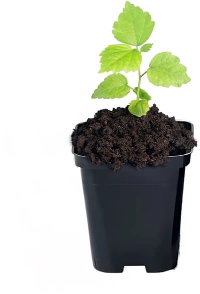 Zwarte vierkante/ronde pot 0,5 l - flexibel en weerbestendig