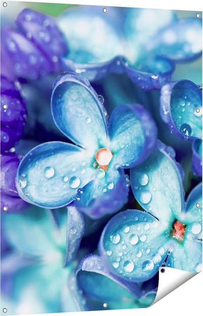 Gards Tuinposter Blauwe Lila Bloemen - Seringen - 90x120 cm - Tuindoek - Tuindecoratie - Wanddecoratie buiten - Tuinschilderij