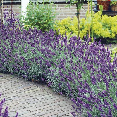 Lavandula a. Hidcote - Set van 12 - Lavendel - Pot P9 - Paarse Bloem