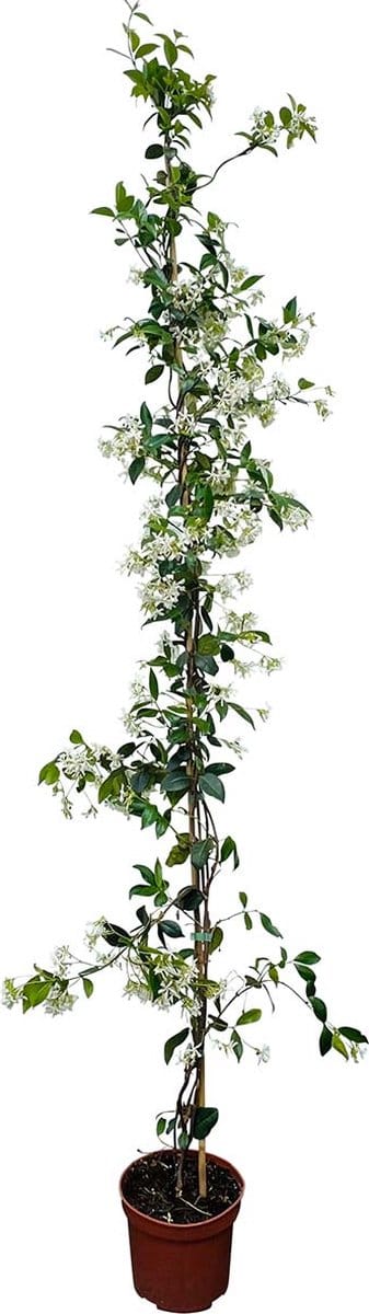 Tropictrees - Toscaanse Jasmijnplant - Klimplant - Wit - Winterhard - Hoogte 200cm - Pot ⌀ 20 cm - sterjasmijn -trachelospermum jasminoides