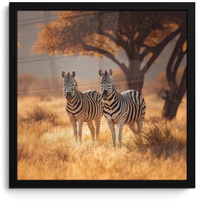 Poster in lijst - Fotolijst 40x40 cm - Posters - Zebra's - Savannelandschap - Gras - Posterlijst zwart - Decoratie - Wanddecoratie woonkamer - Muurdecoratie slaapkamer