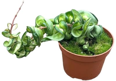 Hoya Compacta Mauna Loa Kamerplant Potmaat Ø10,5 cm |Vers Van De Kweker