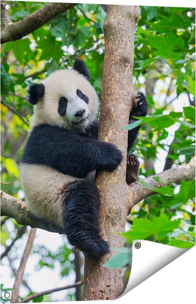 Gards Tuinposter Panda in de Bomen - 60x80 cm - Tuindoek - Tuindecoratie - Wanddecoratie buiten - Tuinschilderij