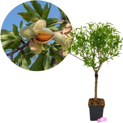 Prunus dulcis 'Little Almond', Dwerg amandelboom, Hoogte 60-80cm, 5 liter pot