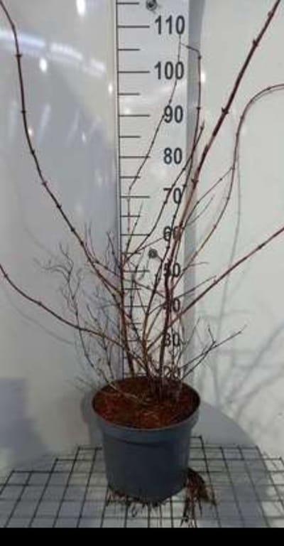 Deutzia hybr. 'Strawberry Fields' - Bruidsbloem 60- 80 cm in pot