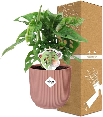 Plantenboetiek.nl | Monstera ‘Monkey Leaf’ in ELHO Vibes Fold roze - Ø14cm - 30cm hoog - Kamerplant - Groenblijvend