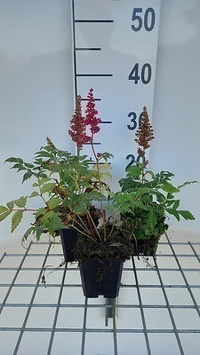 6x Prachtspirea - Astilbe (a) 'Etna' | 9x9 cm pot