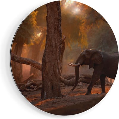 Artaza Dibond Muurcirkel Olifant In het Bos - Ø 50 cm - Klein - Wandcirkel - Rond Schilderij - Voor Binnen en Buiten