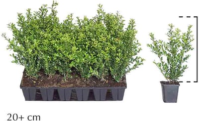 Plants Online - Haagplanten - Heesters - Japanse hulst 'Caroline Upright' - 0.7 liter pot --tray - set van 18 - Geschikt als hoge en lage haag - Kleinbladig - Wintergroen - Compacte groei