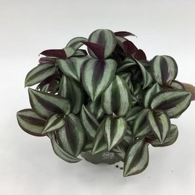 JUNAVERA Tradescantia purple heart terrariumplant | 12 cm pot | 25 cm hoog bij levering