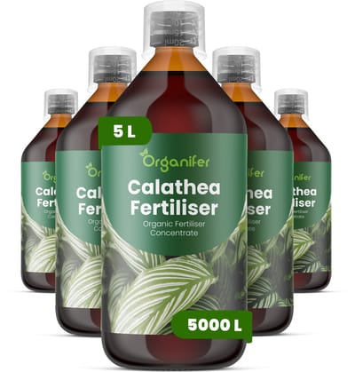 Vloeibare Meststof Voor Calathea 5X1 L Voor 5000 L - Npk 2-1-8 - Krachtige Groei - Patroonhelderheid - Bladlevendigheid - Sterk Wortelstelsel -Compacte Groei - Bladontplooiing - Plantsymmetrie - Gezonde Scheutvorming - Organifer
