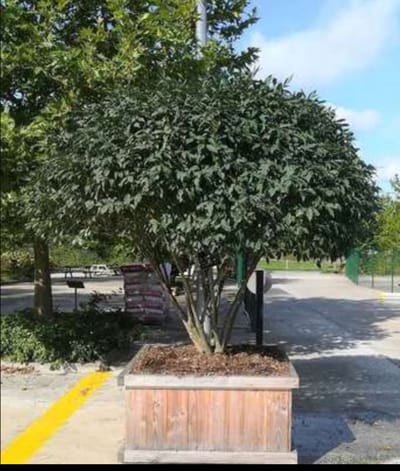 Euonymus alatus - Kardinaalshoed, Kardinaalsmuts 50- 60 cm in pot