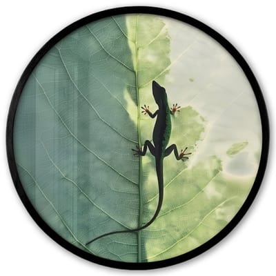 Poster in lijst Rond - Fotolijst 40x40 cm - Posters - Hagedis - Blad - Nerven - Groen - Ronde posterlijst zwart - Decoratie - Wanddecoratie woonkamer - Muurdecoratie slaapkamer