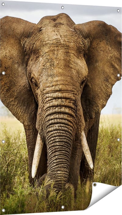Gards Tuinposter Olifant in het Wild - Kleur - 80x120 cm - Tuindoek - Tuindecoratie - Wanddecoratie buiten - Tuinschilderij