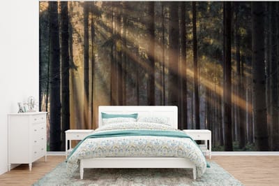 Behang - Fotobehang Bomen - Bos - Zon - Planten - Breedte 400 cm x hoogte 300 cm