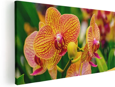 Artaza Canvas Schilderij Orchidee - 40x20 cm - Klein - Wanddecoratie Bloemen - Muurdecoratie Bloem - Schilderijen Op Canvas
