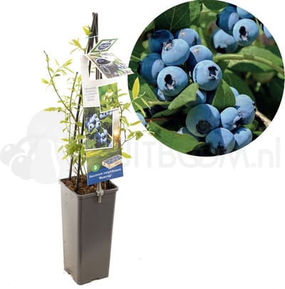 Blauwe bes - Vaccinium corymbosum Bluecrop