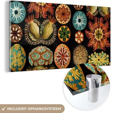 MuchoWow® Glasschilderij 40x20 cm - Schilderij acrylglas - Vintage - Ernst Haeckel - Zeedier - Natuur - Zee - Kunst - Foto op glas - Schilderijen