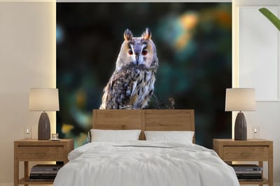 Behang - Fotobehang Uil - Herfst - Vogel - Takken - Breedte 220 cm x hoogte 220 cm