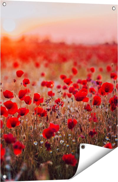 Gards Tuinposter Rode Klaprozen Bloemenveld Zonsondergang - 60x80 cm - Tuindoek - Tuindecoratie - Wanddecoratie buiten - Tuinschilderij