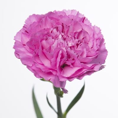20x Dian.st.yukari scuro 70cm