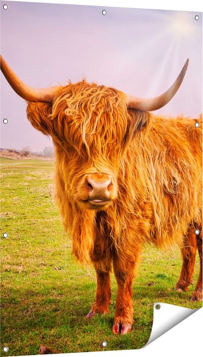 Gards Tuinposter Bruine Schotse Hooglander Koe - Kleur - 80x120 cm - Tuindoek - Tuindecoratie - Wanddecoratie buiten - Tuinschilderij
