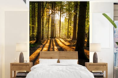 Behang - Fotobehang Zon - Bomen - Bos - Landschap - Natuur - Breedte 205 cm x hoogte 280 cm